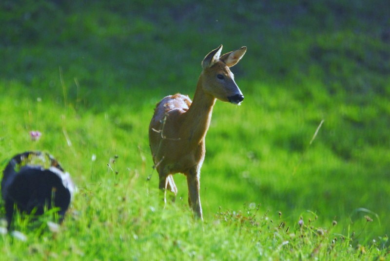 Capriola e Bocche di leone...